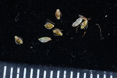 Eleocharis attenuata
