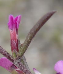 Muraltia dispersa