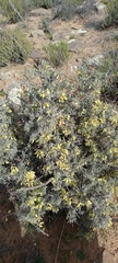 Wiborgia sericea
