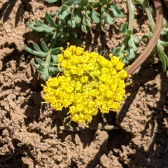 Cymopterus longipes