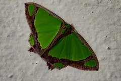 Agathia laetata