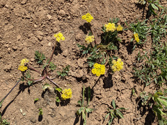 Cymopterus longipes