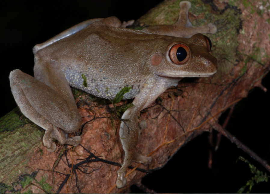 Big-Eyed Forest Treefrog