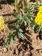 Cymopterus longipes