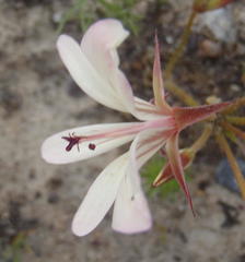 Pelargonium carneum