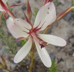 Pelargonium carneum