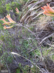 Tylecodon grandiflorus