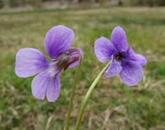 Viola uliginosa