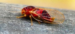 Pterygota