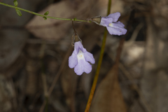 Prostanthera sejuncta