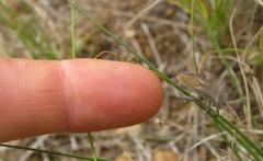 Anoplocnemis