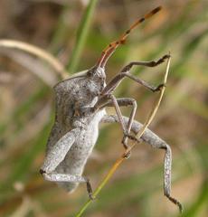Anoplocnemis