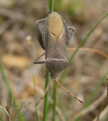Anoplocnemis