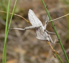 Anoplocnemis
