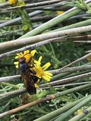 Scolia erythrocephala
