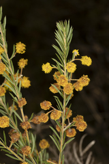 Acacia ruppii