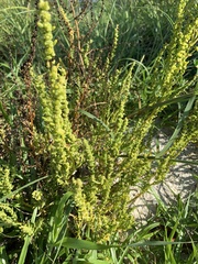 Suaeda linearis