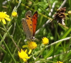 Lycaena clarki