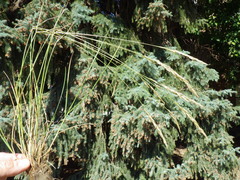 Poa arida