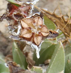 Acrodon bellidiflorus