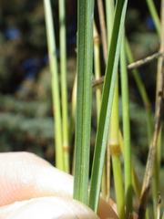 Poa arida