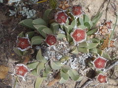 Acrodon bellidiflorus