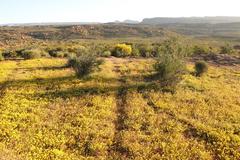 Rhynchopsidium pumilum