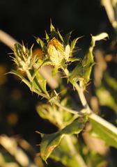 Berkheya fruticosa