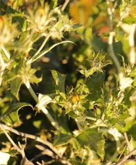 Berkheya fruticosa