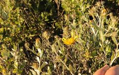 Berkheya fruticosa