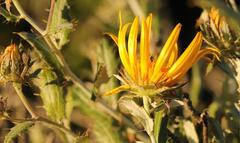 Berkheya fruticosa