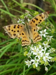 Polygonia c-aureum
