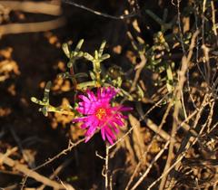 Lampranthus watermeyeri