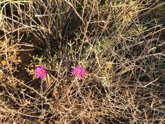 Lampranthus watermeyeri