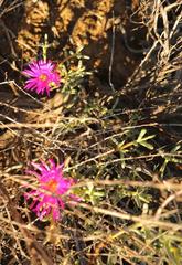 Lampranthus watermeyeri