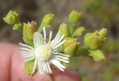 Ruschia tenella