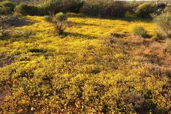 Rhynchopsidium pumilum