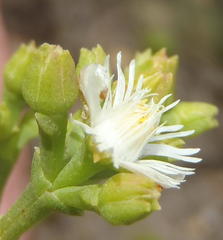 Ruschia tenella