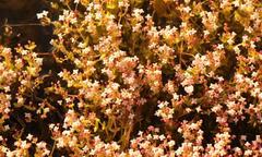 Crassula aphylla