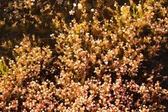 Crassula aphylla