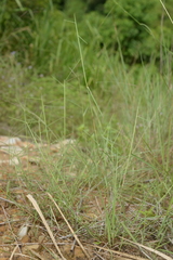 Schizachyrium fragile