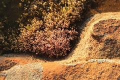 Crassula aphylla