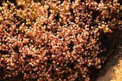 Crassula aphylla
