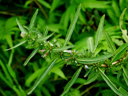 Hygrophila salicifolia iNat (3)