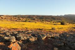 Rhynchopsidium pumilum