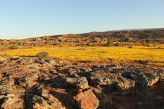 Rhynchopsidium pumilum