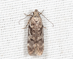 Chionodes pereyra