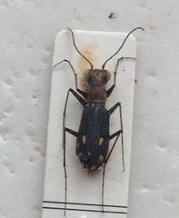 Prothymidia angusticollis