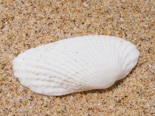 Barbatia revelata