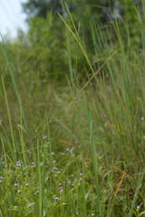 Schizachyrium fragile